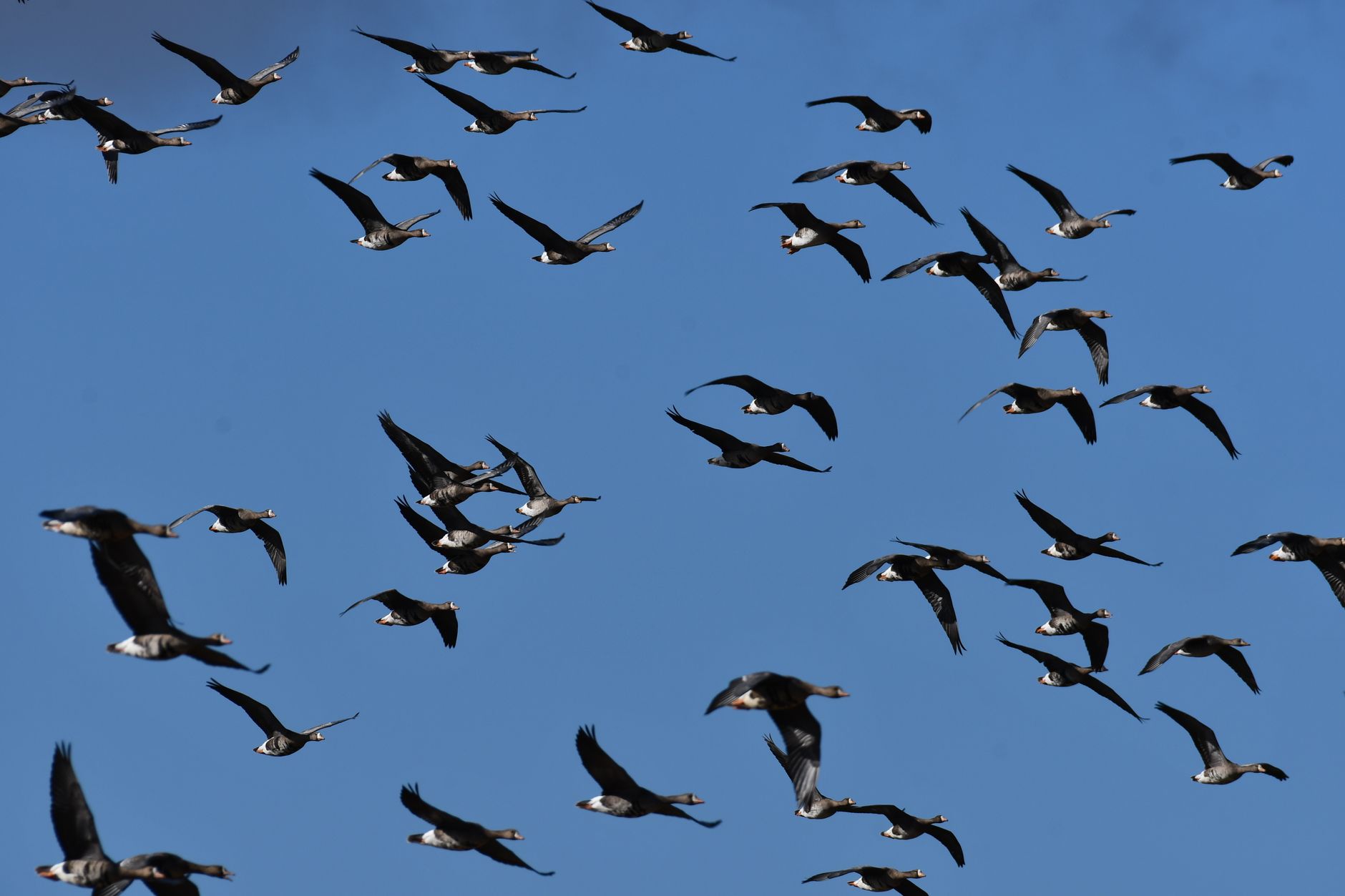 A large flock of geese flying in formation against a clear b