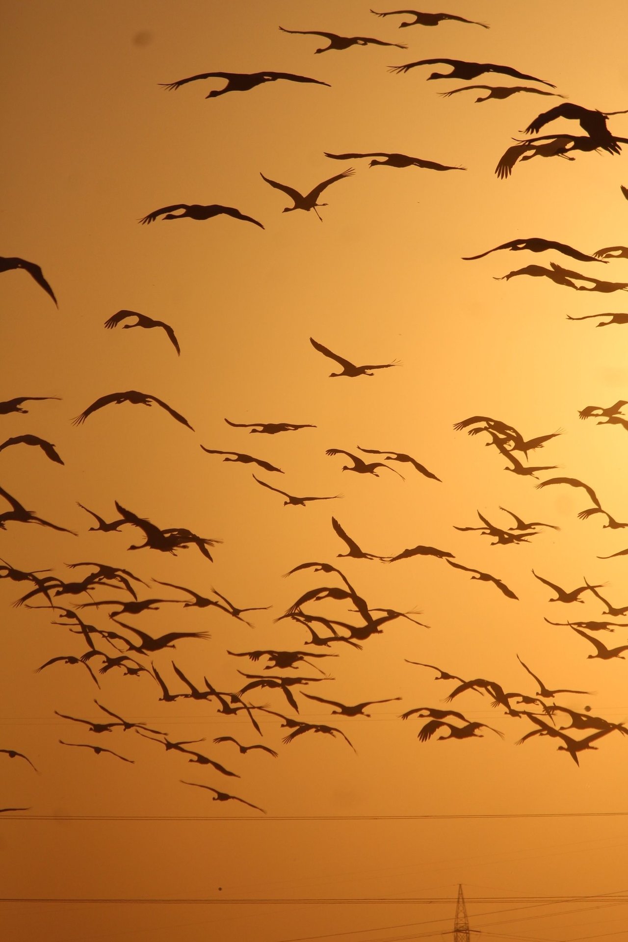 A stunning silhouette of birds flying against a golden sunset in Jodhpur, India.