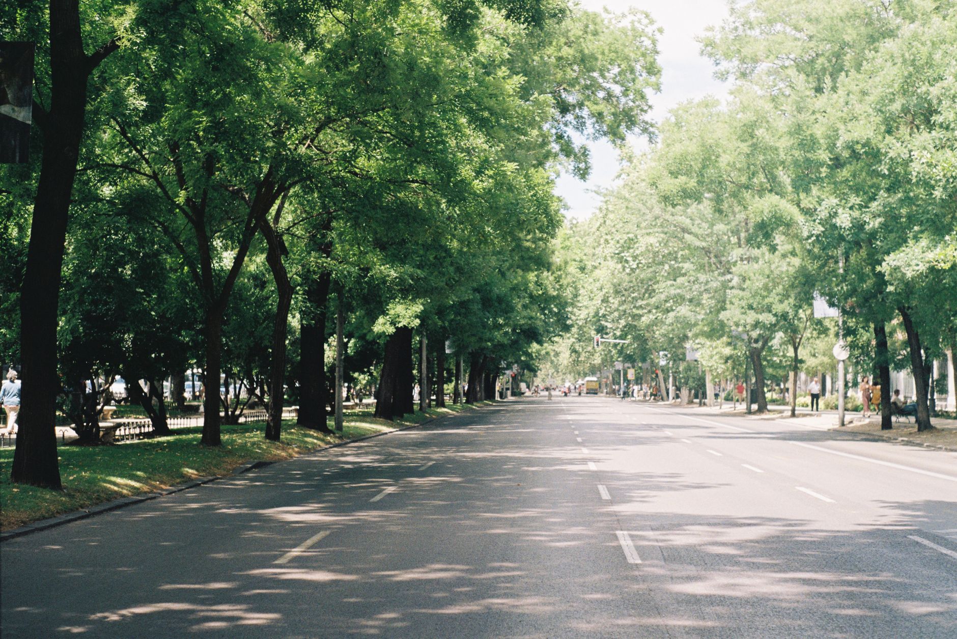 A peaceful, sunlit tree-lined avenue in Madrid, ideal for a