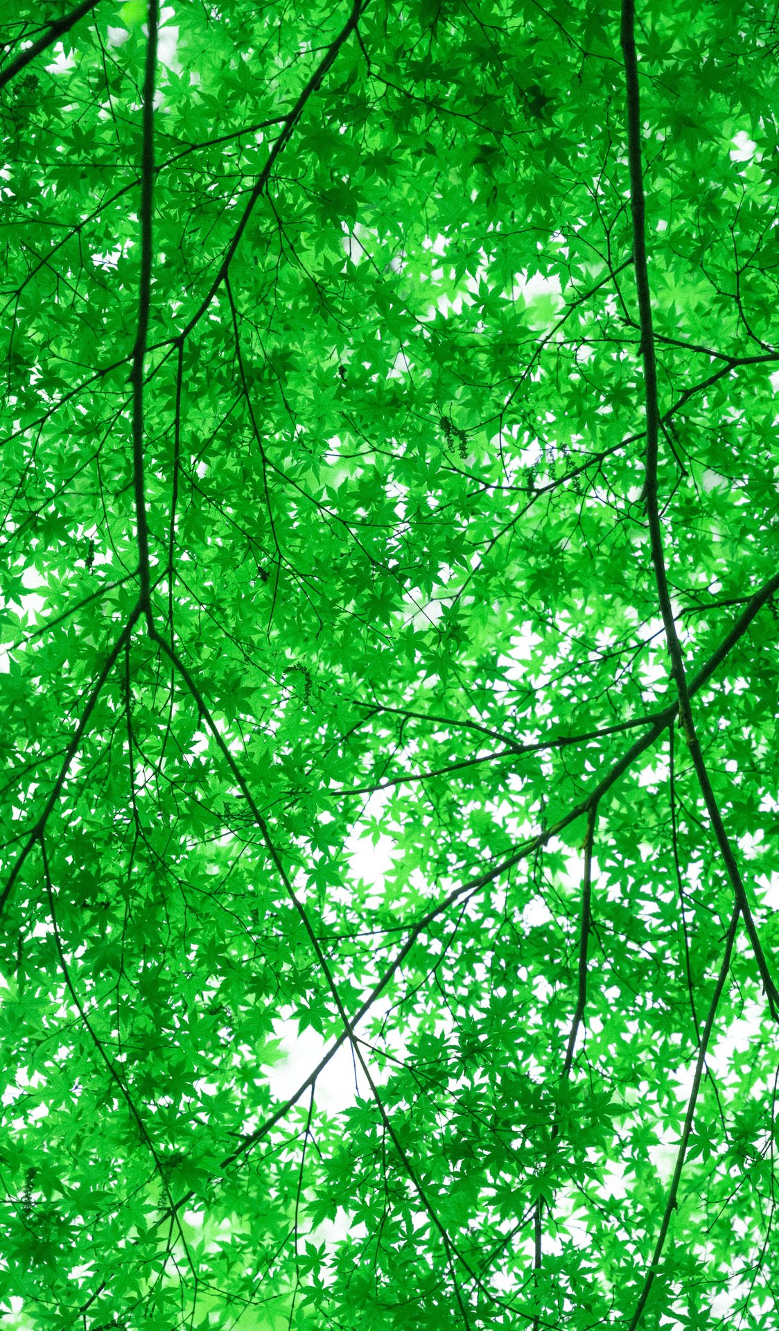 A vibrant close-up of green foliage viewed from below, captu