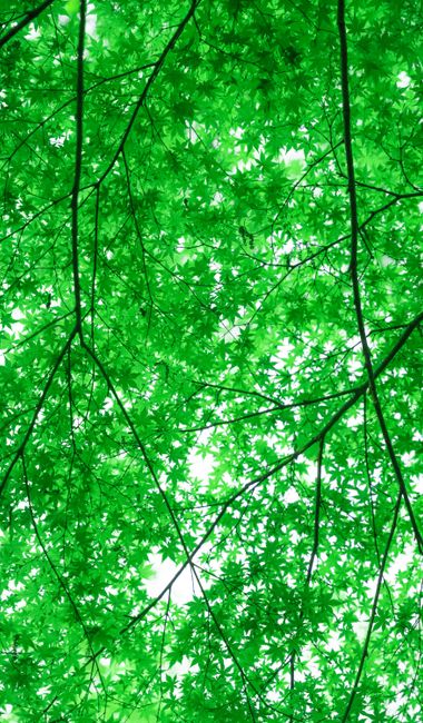 A vibrant close-up of green foliage viewed from below, captu
