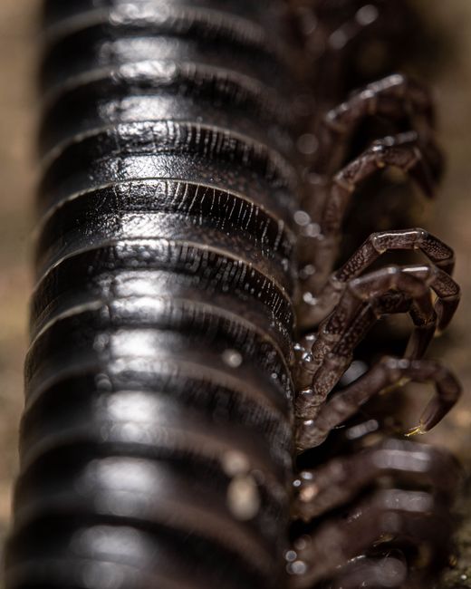 Detailed macro photograph of a black millipede showcasing it
