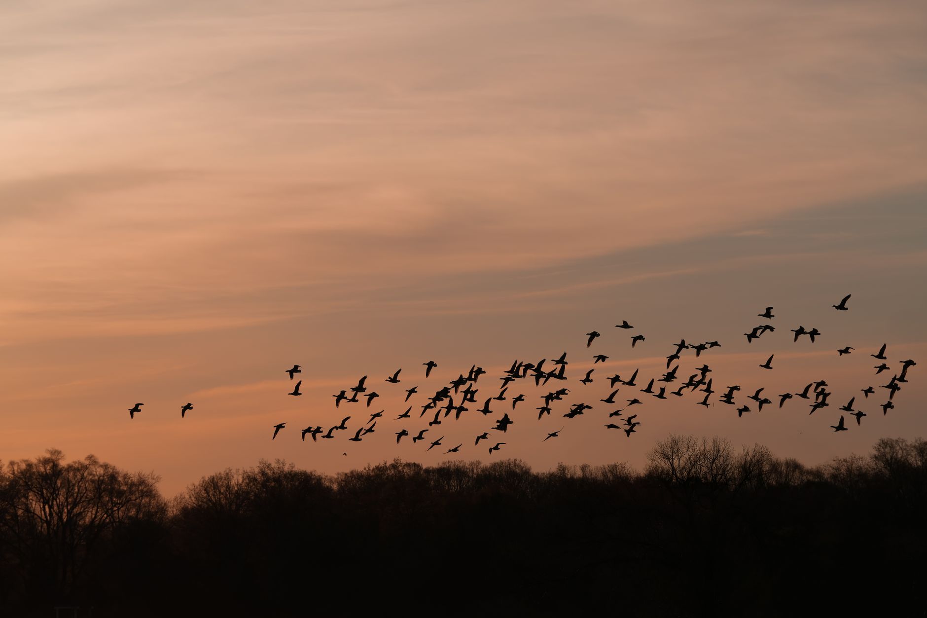 Silhouetted flock of birds flying at sunrise over trees in S