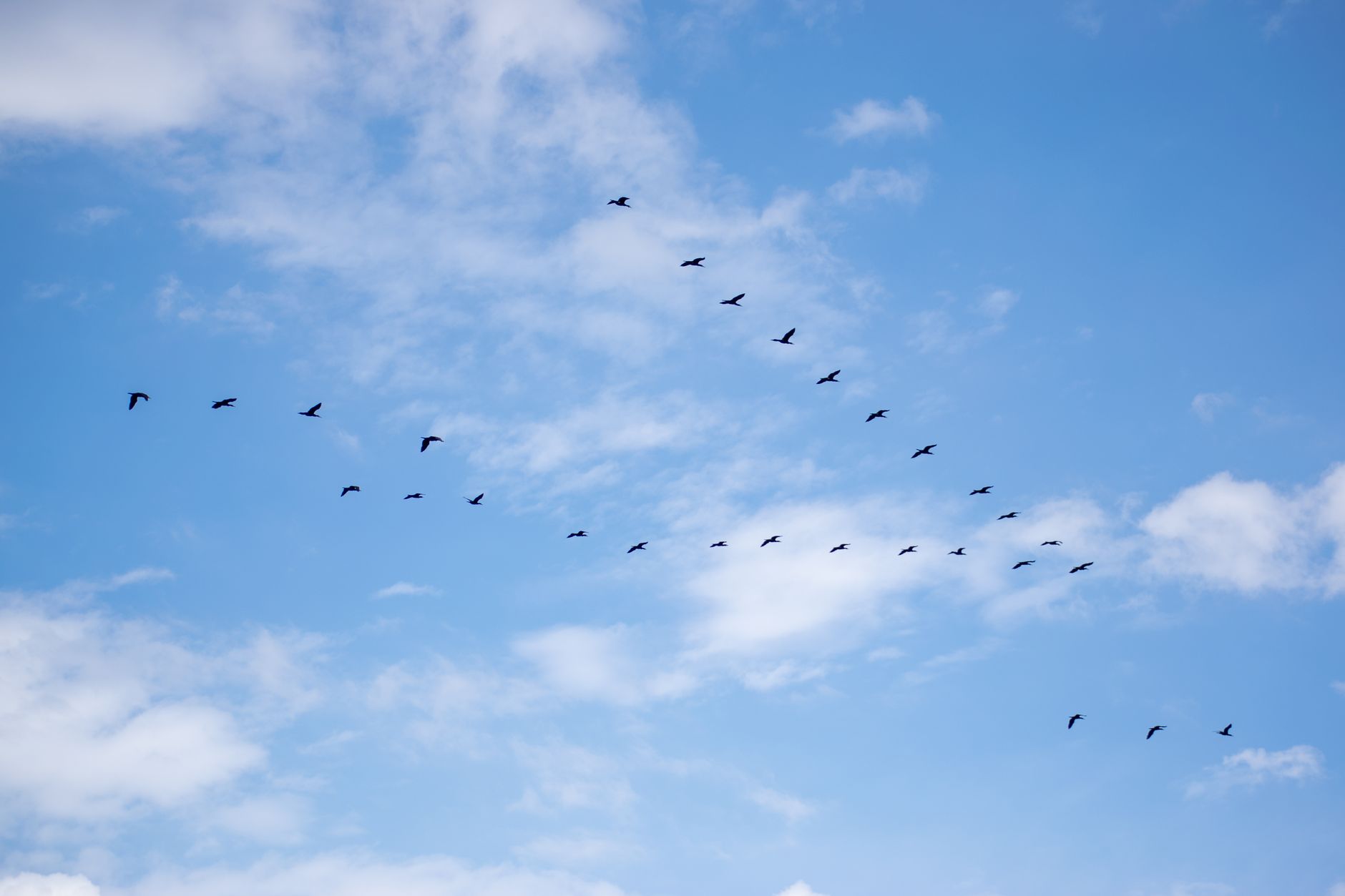 A flock of birds flying in a V formation against a clear blu