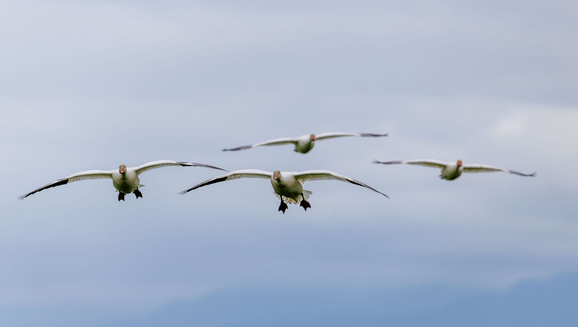 Snow geese flying in formation, captured against a soft clou