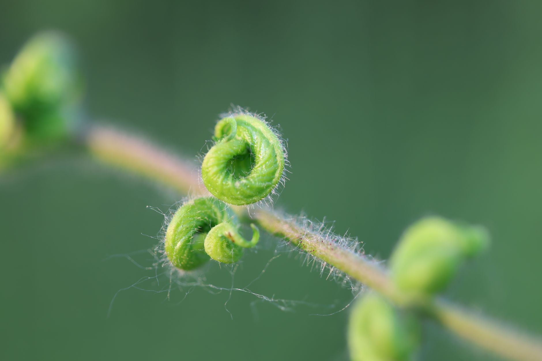 Macro photograph of a curled plant stem showcasing nature's