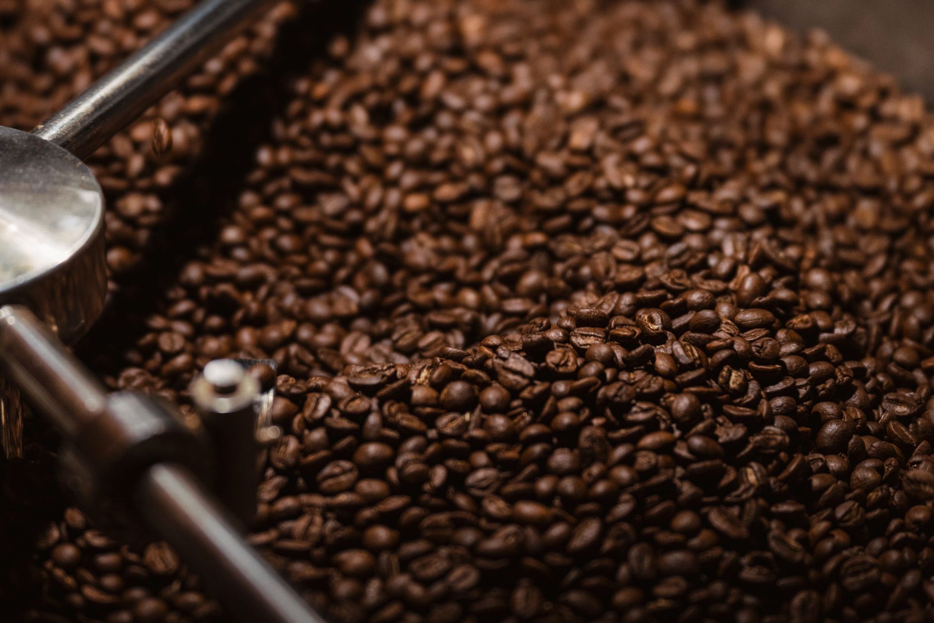 Close-up of freshly roasted coffee beans in a cooling tray s