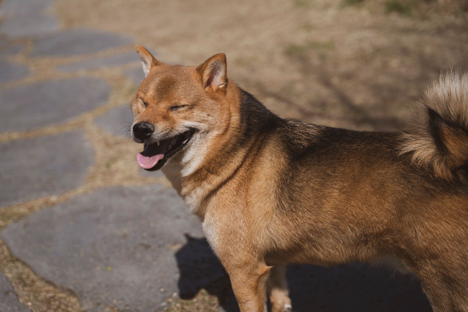 Adorable Shiba Inu dog enjoying the sunlight outdoors on a s