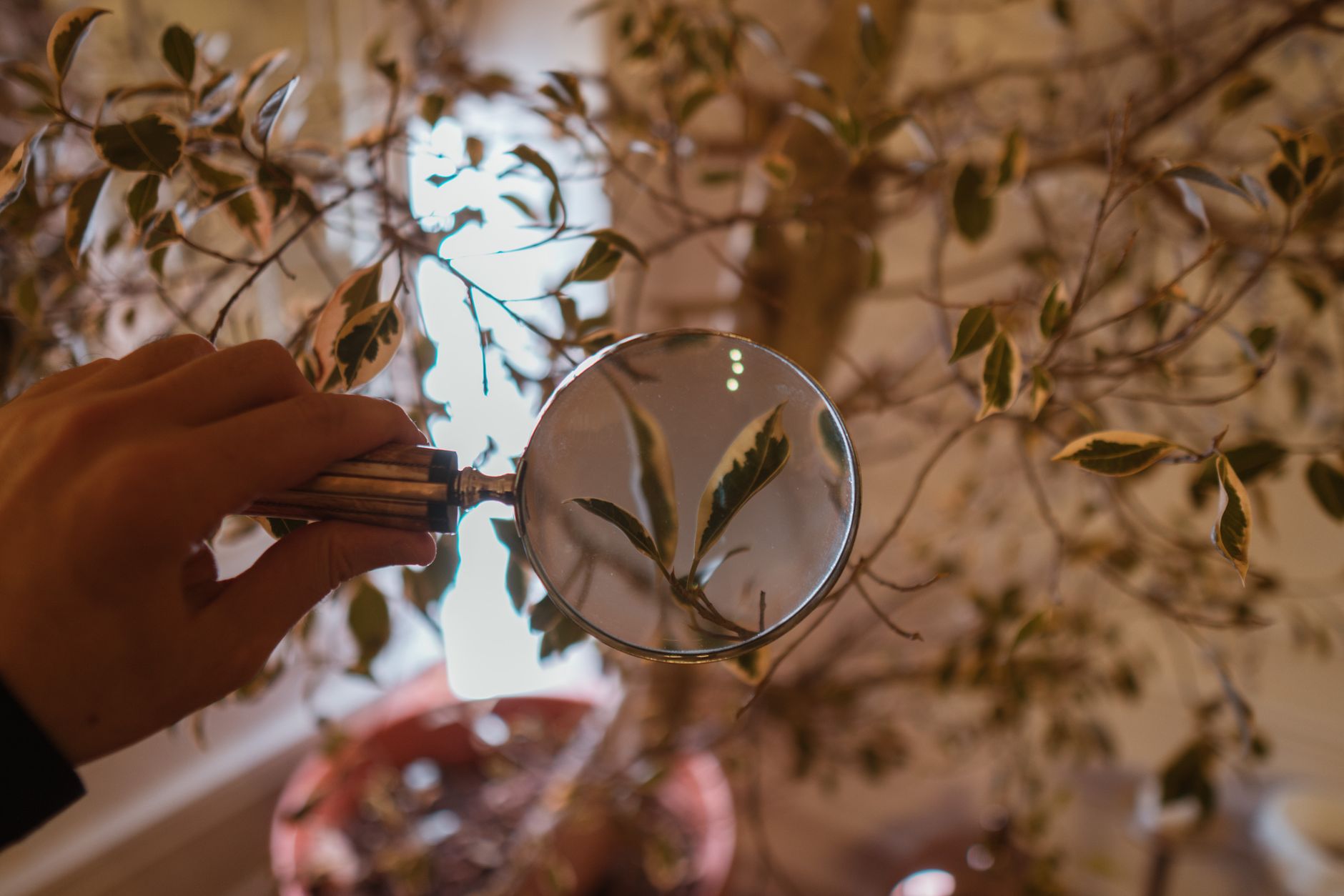 A hand holding a magnifying glass focusing on variegated lea