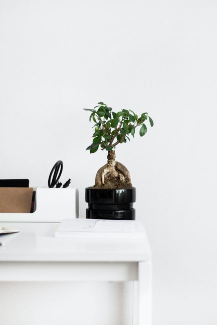 Clean minimalist office desk featuring a bonsai plant for na