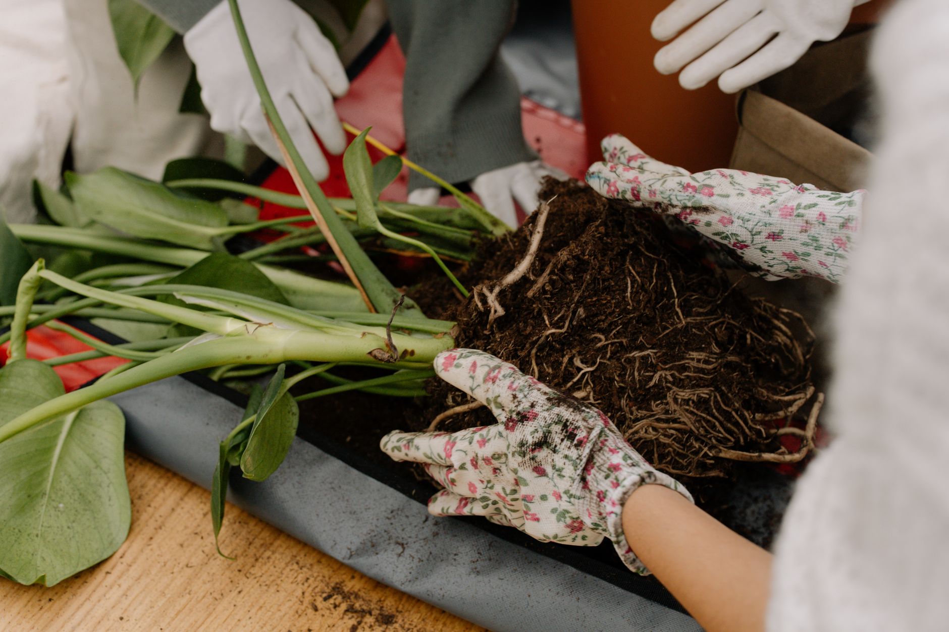 Hands working with soil and roots while repotting a housepla