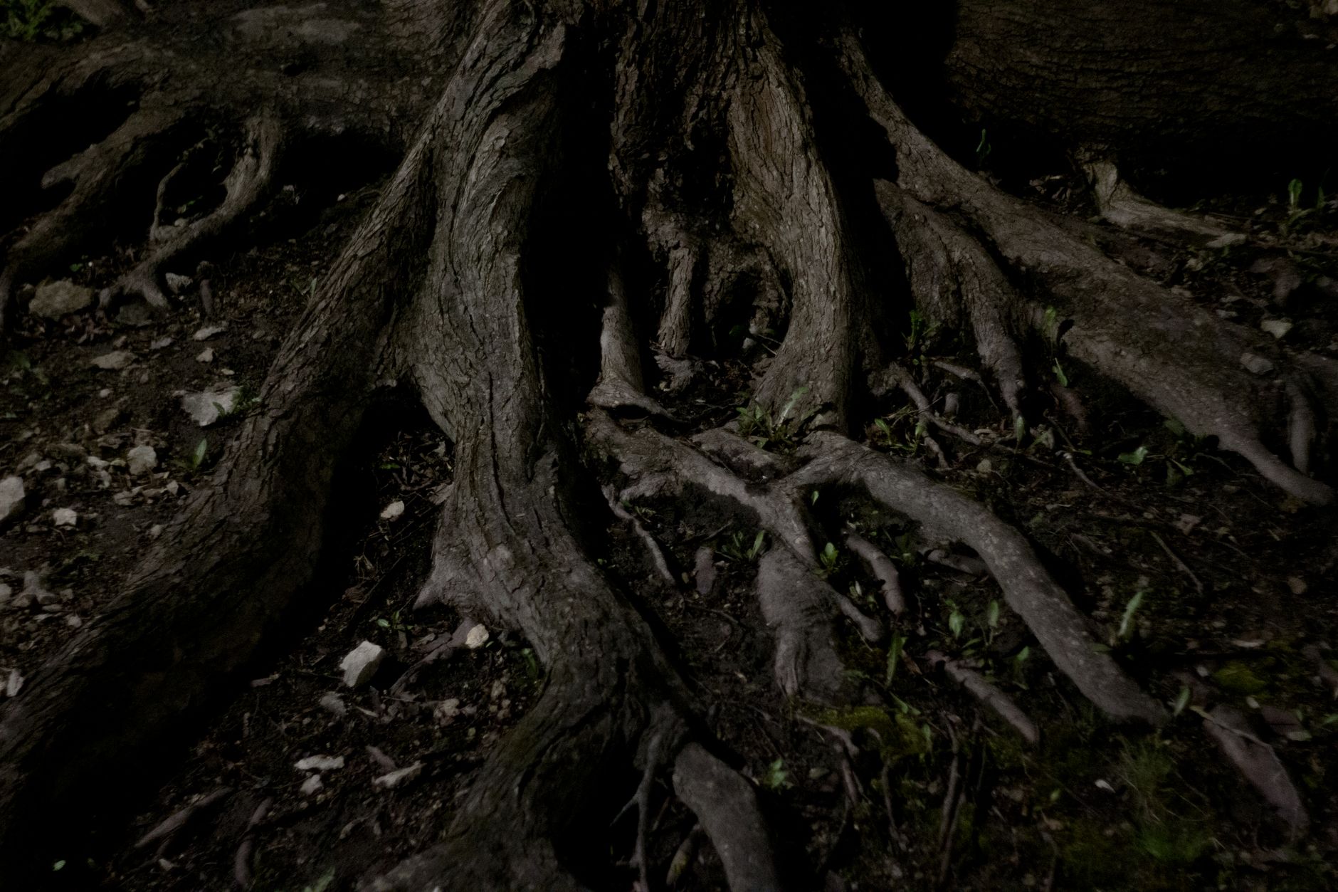 Detailed close-up of tree roots emerging from dark soil at n