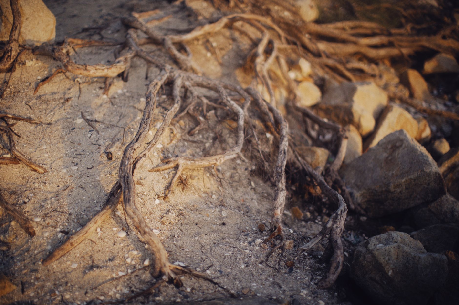 A close-up view of tangled roots and rocks on sandy soil, hi